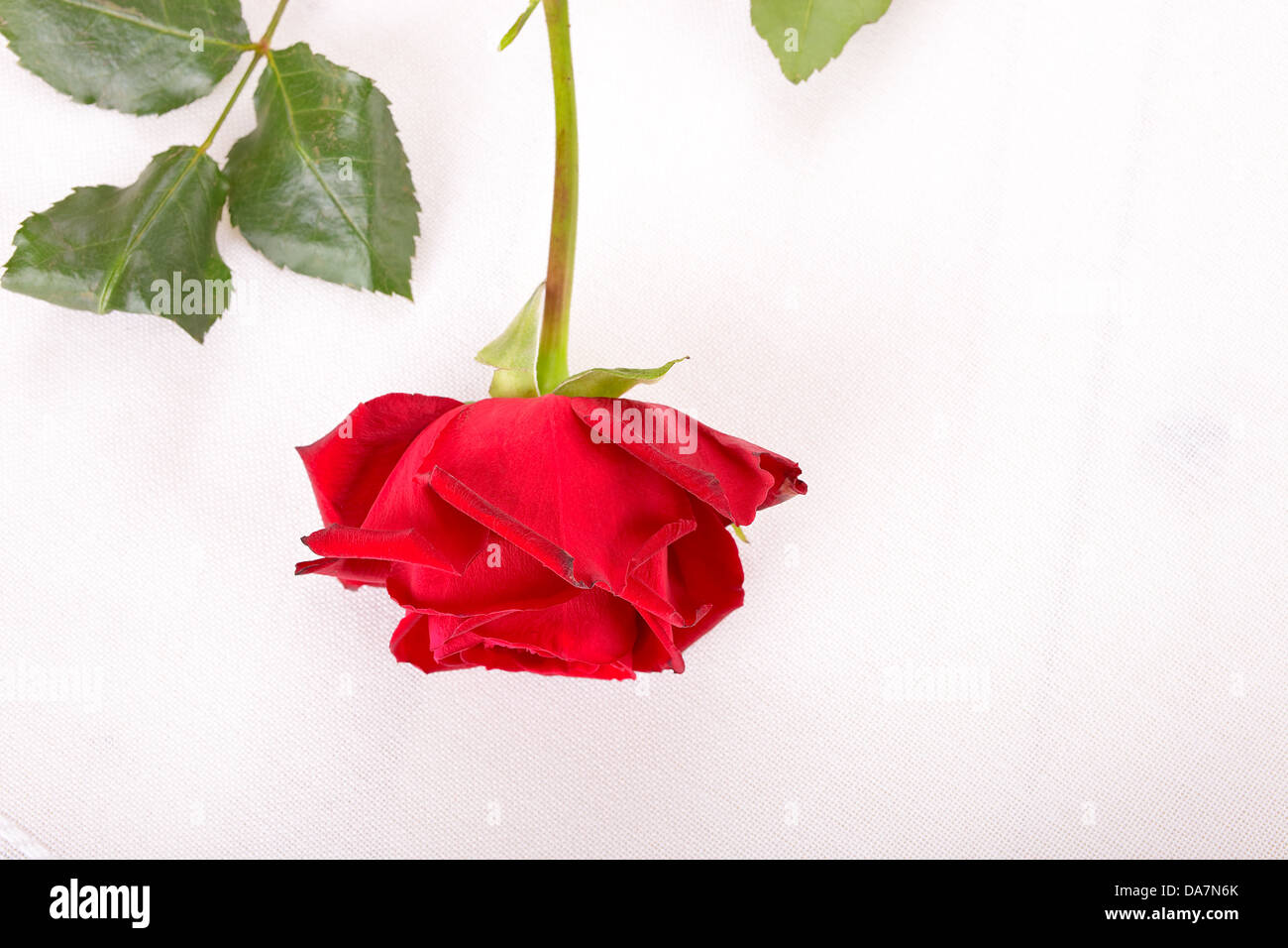 Fleur rose rouge Banque D'Images