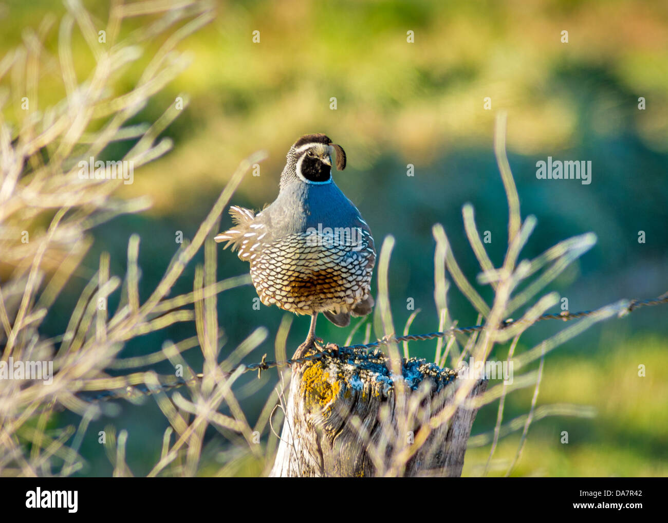 Des oiseaux sauvages sur un poteau de clôture Banque D'Images