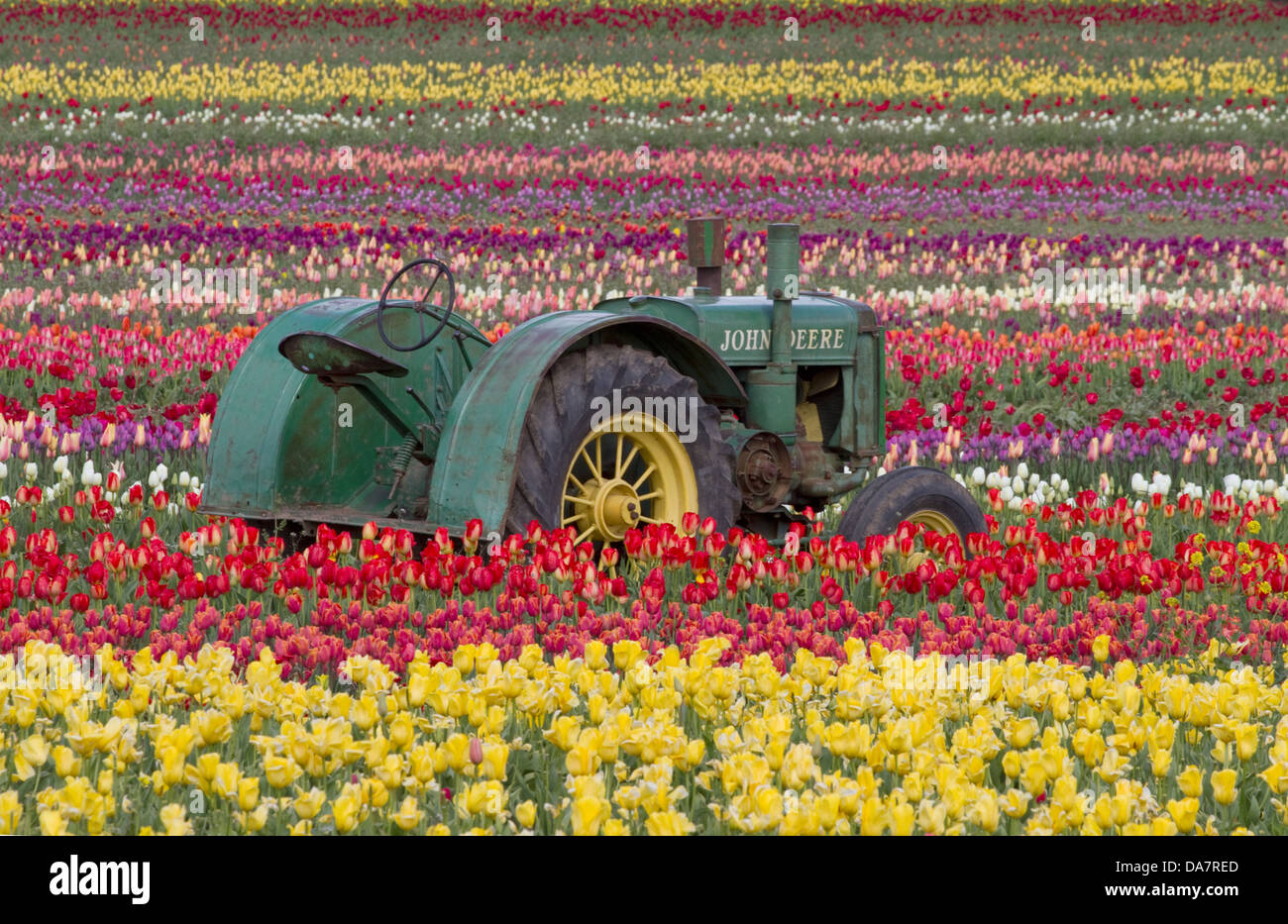 Un vieux tracteur John Deere dans un champ de tulipes Banque D'Images