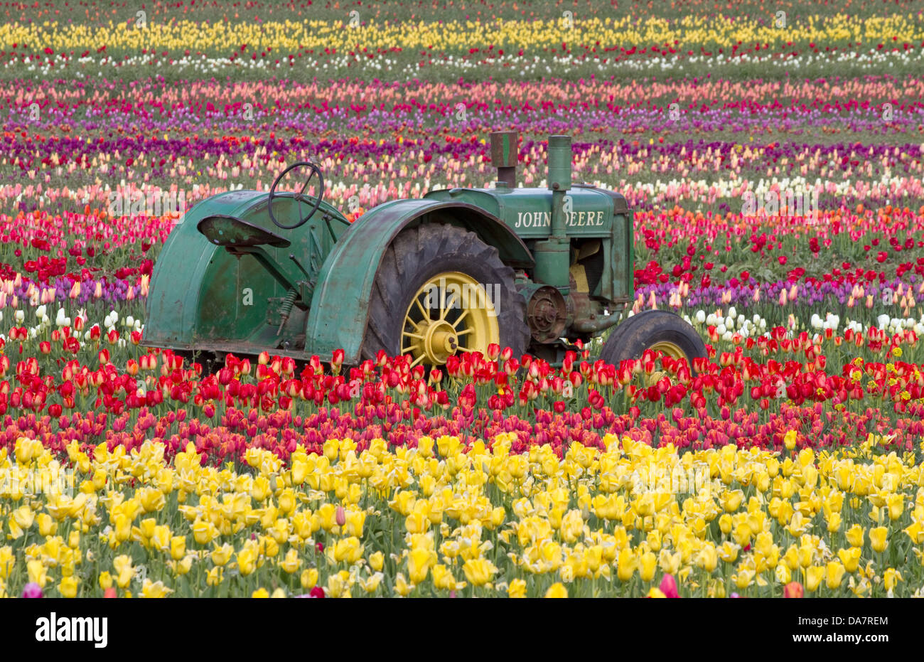 Un vieux tracteur John Deere dans un champ de tulipes Banque D'Images