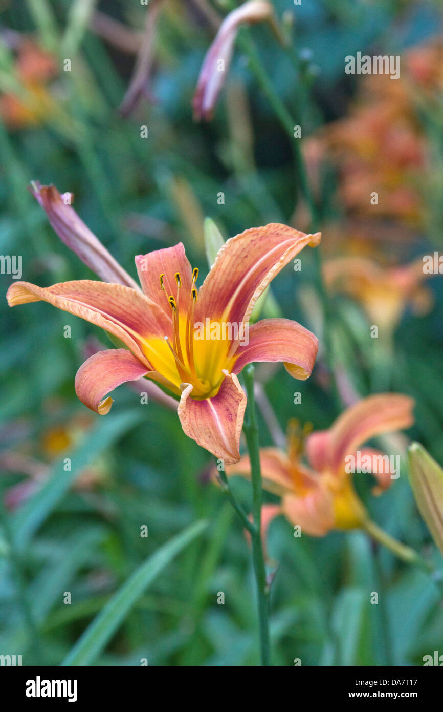 Close up of brillamment colorées fleurs lilly Banque D'Images