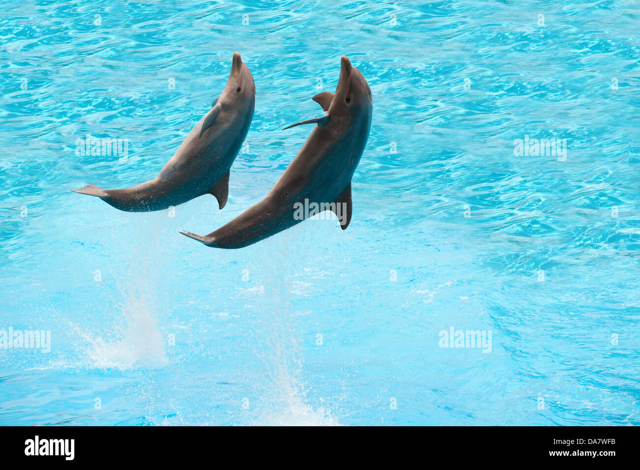 Deux dauphins sautant dans la piscine Banque D'Images