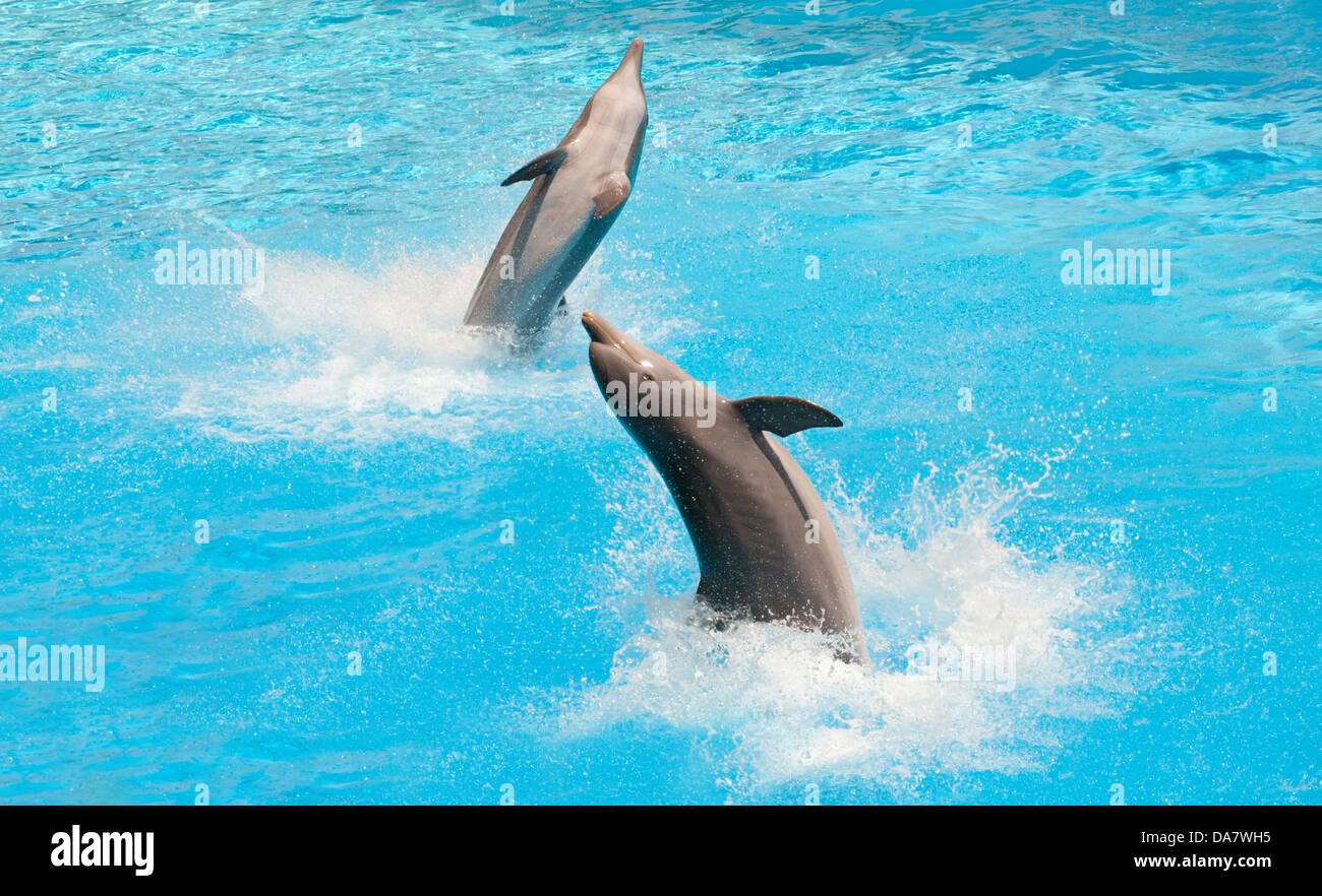 Deux dauphins sautant dans la piscine Banque D'Images