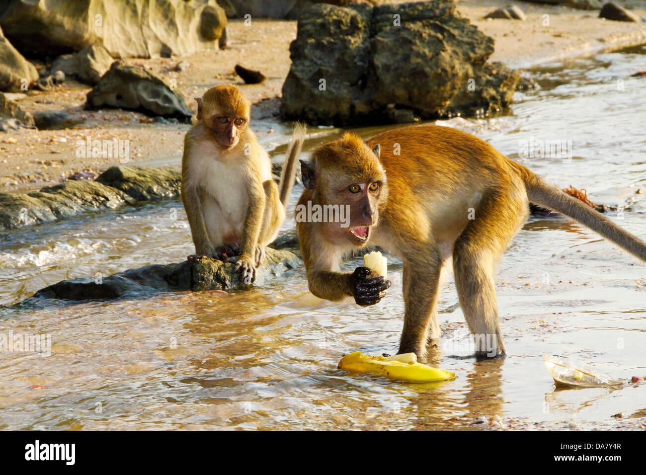 Singes sauvages resus de manger les bananes et la défense de territoire dans une petite source près de Krabi, Thaïlande Banque D'Images