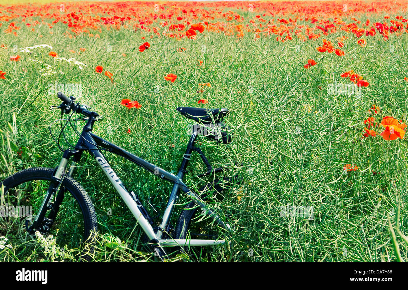 Vtt dans un champ de coquelicots, Birchington Kent UK Banque D'Images