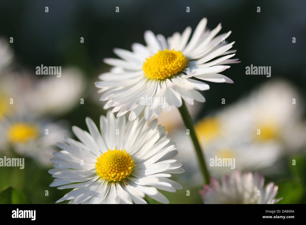 Marguerite blanche fleur, closeup shot, peu profonde dof. Banque D'Images
