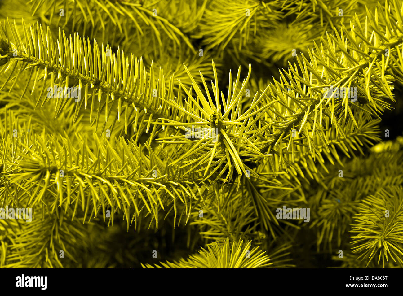 C'est un gros plan de tir, comme l'arbre de pin jaune belle nature background Banque D'Images