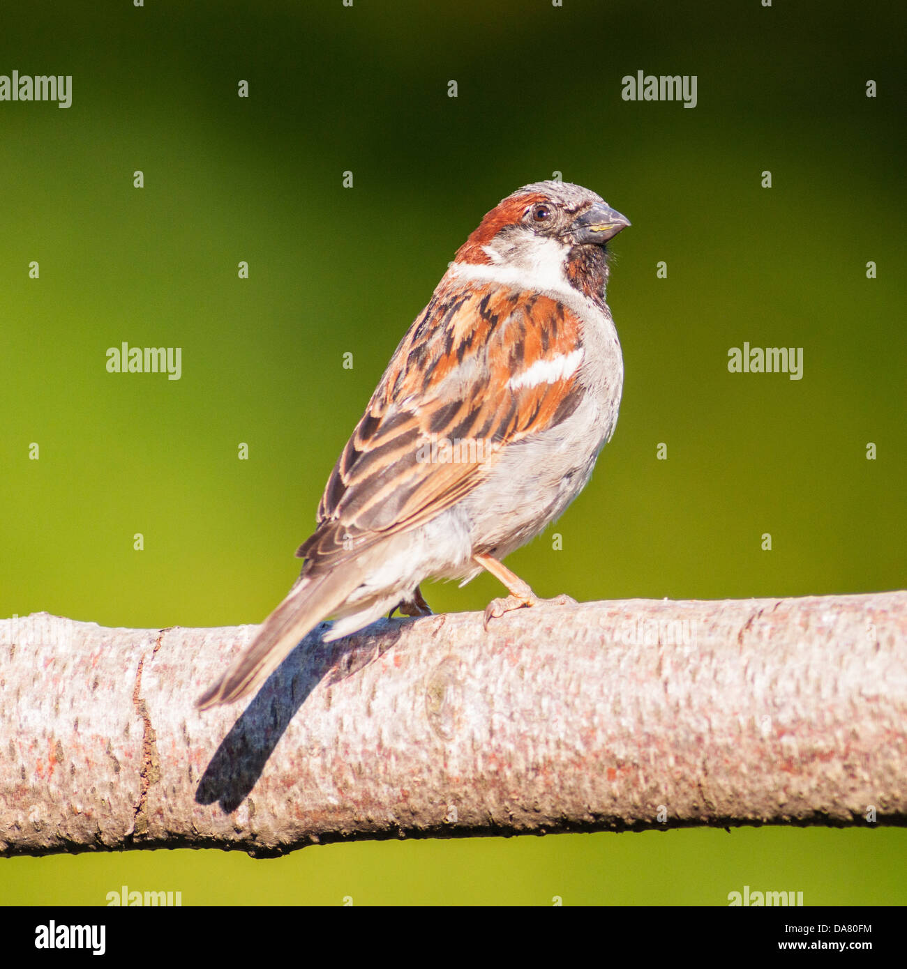 Un portrait d'un mâle moineau domestique (Passer domesticus) avec un fond vert pris dans un jardin Banque D'Images