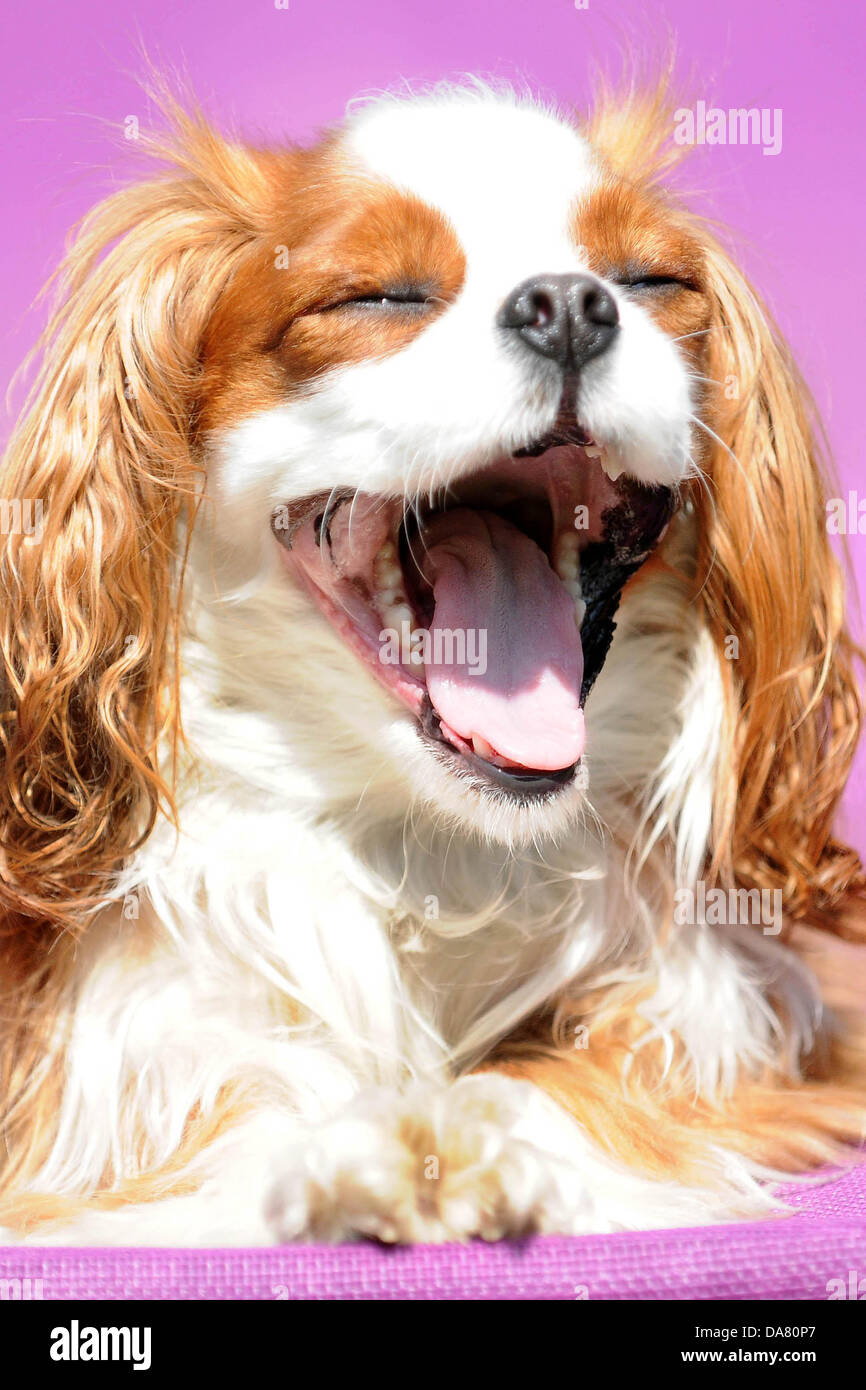 Cardiff, Pays de Galles. 07Th Juillet, 2013. Un cavalier king charles bénéficie de l'amende, beau temps sur une chaise longue à Cardiff au Pays de Galles. Crédit : Matthieu Horwood/Alamy Live News Banque D'Images