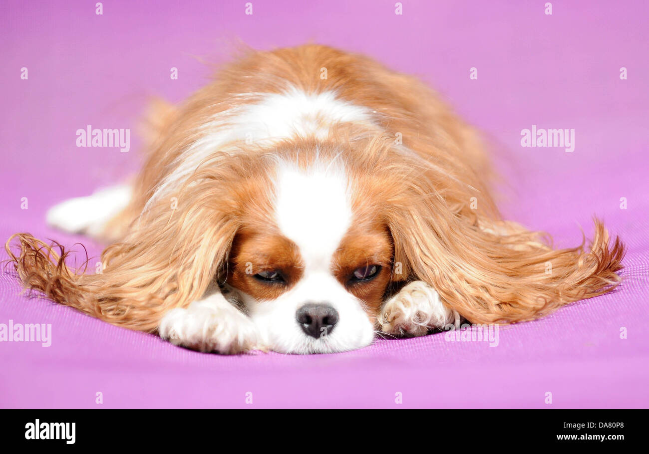 Cardiff, Pays de Galles. 07Th Juillet, 2013. Un cavalier king charles bénéficie de l'amende, beau temps sur une chaise longue à Cardiff au Pays de Galles. Crédit : Matthieu Horwood/Alamy Live News Banque D'Images