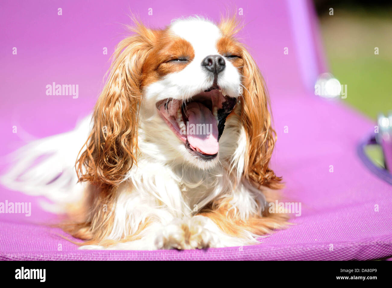 Cardiff, Pays de Galles. 07Th Juillet, 2013. Un cavalier king charles bénéficie de l'amende, beau temps sur une chaise longue à Cardiff au Pays de Galles. Crédit : Matthieu Horwood/Alamy Live News Banque D'Images