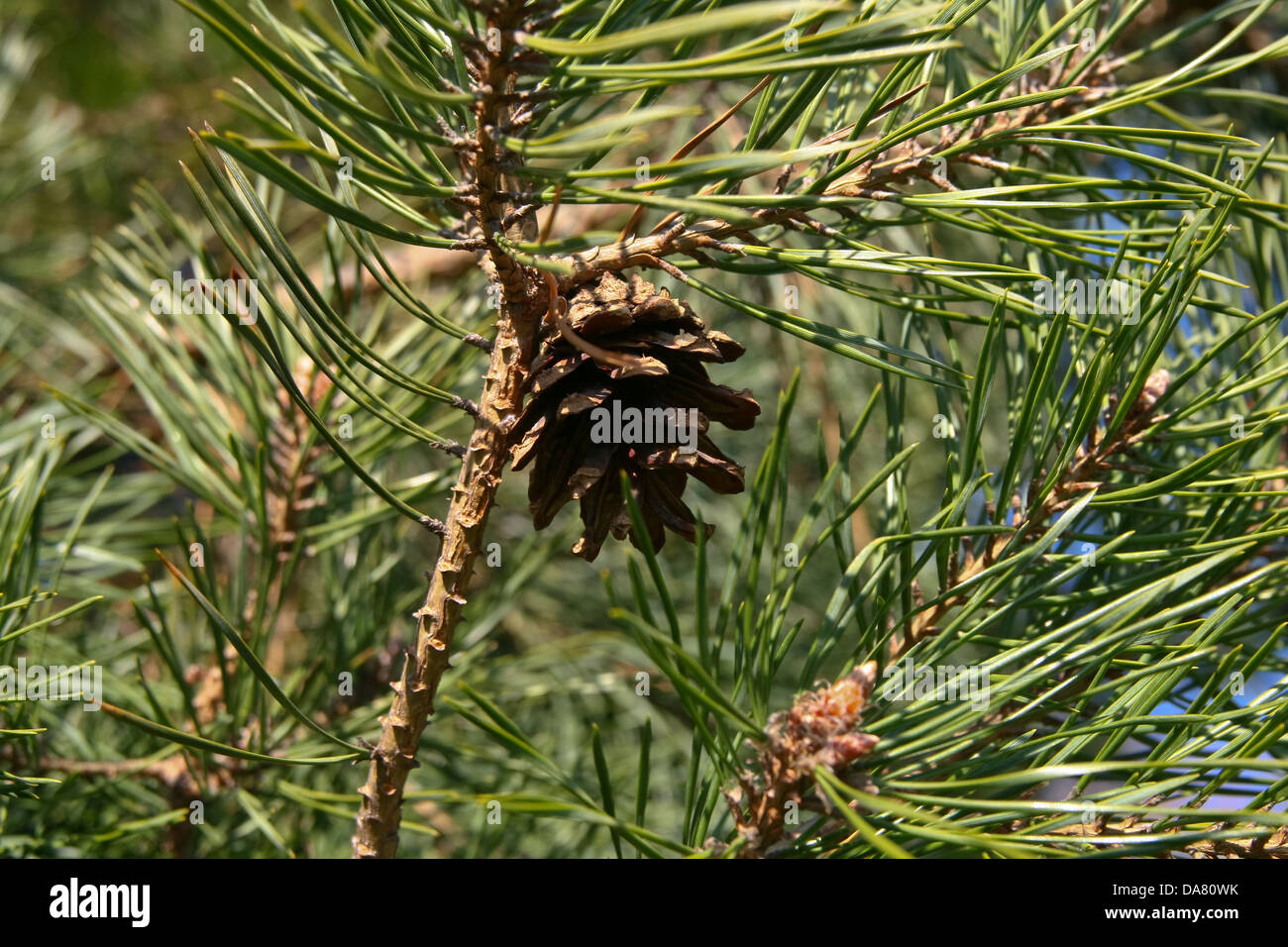 Photo de Gros plan sur un pin cône Banque D'Images