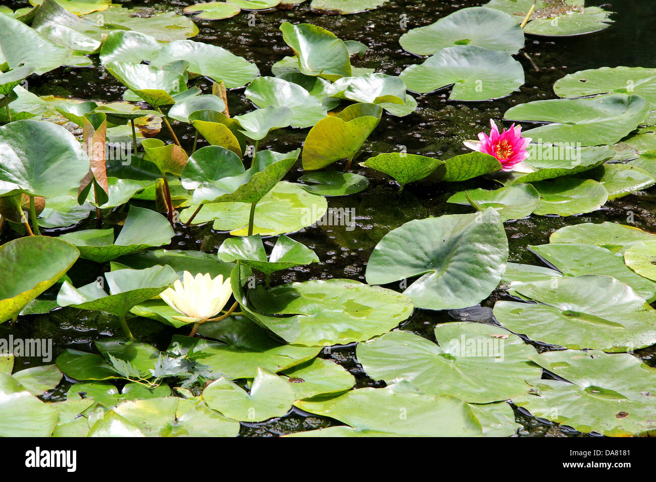 Nénuphar blanc et rose fleur, sur la surface du lac. Banque D'Images