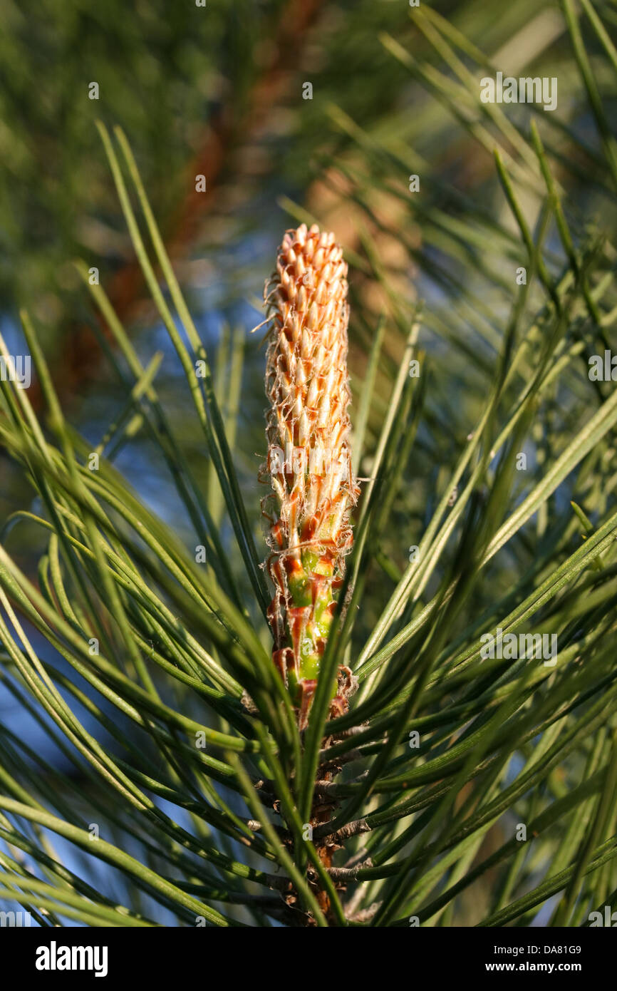 C'est un gros plan de tir, branche d'arbre de pin avec ciel bleu en arrière-plan. Banque D'Images