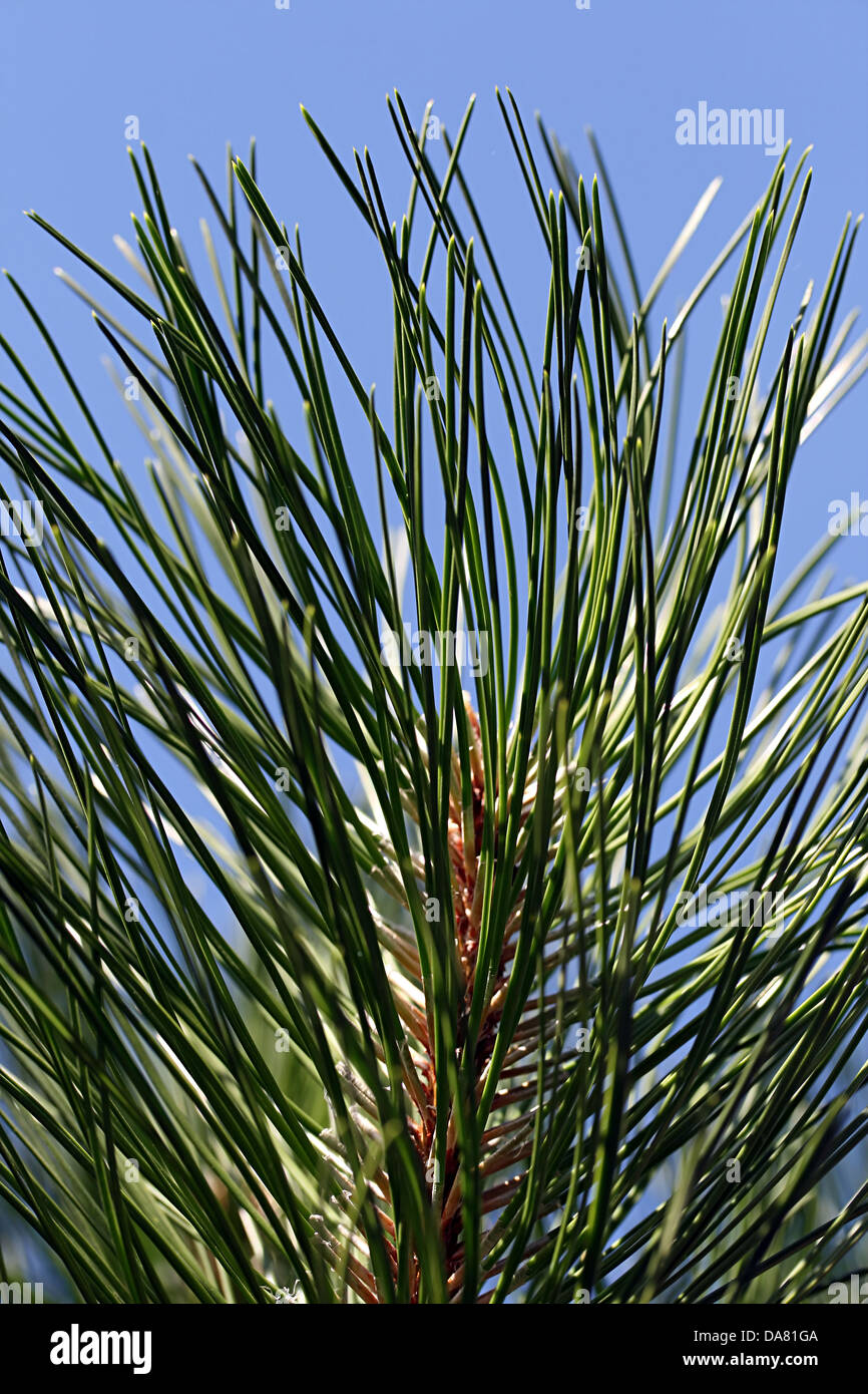 C'est un gros plan de tir, branche d'arbre de pin avec ciel bleu en arrière-plan. Banque D'Images