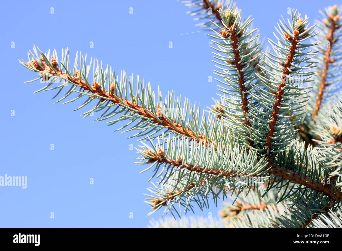 C'est un gros plan de tir, branche d'arbre de pin avec ciel bleu en arrière-plan. Banque D'Images