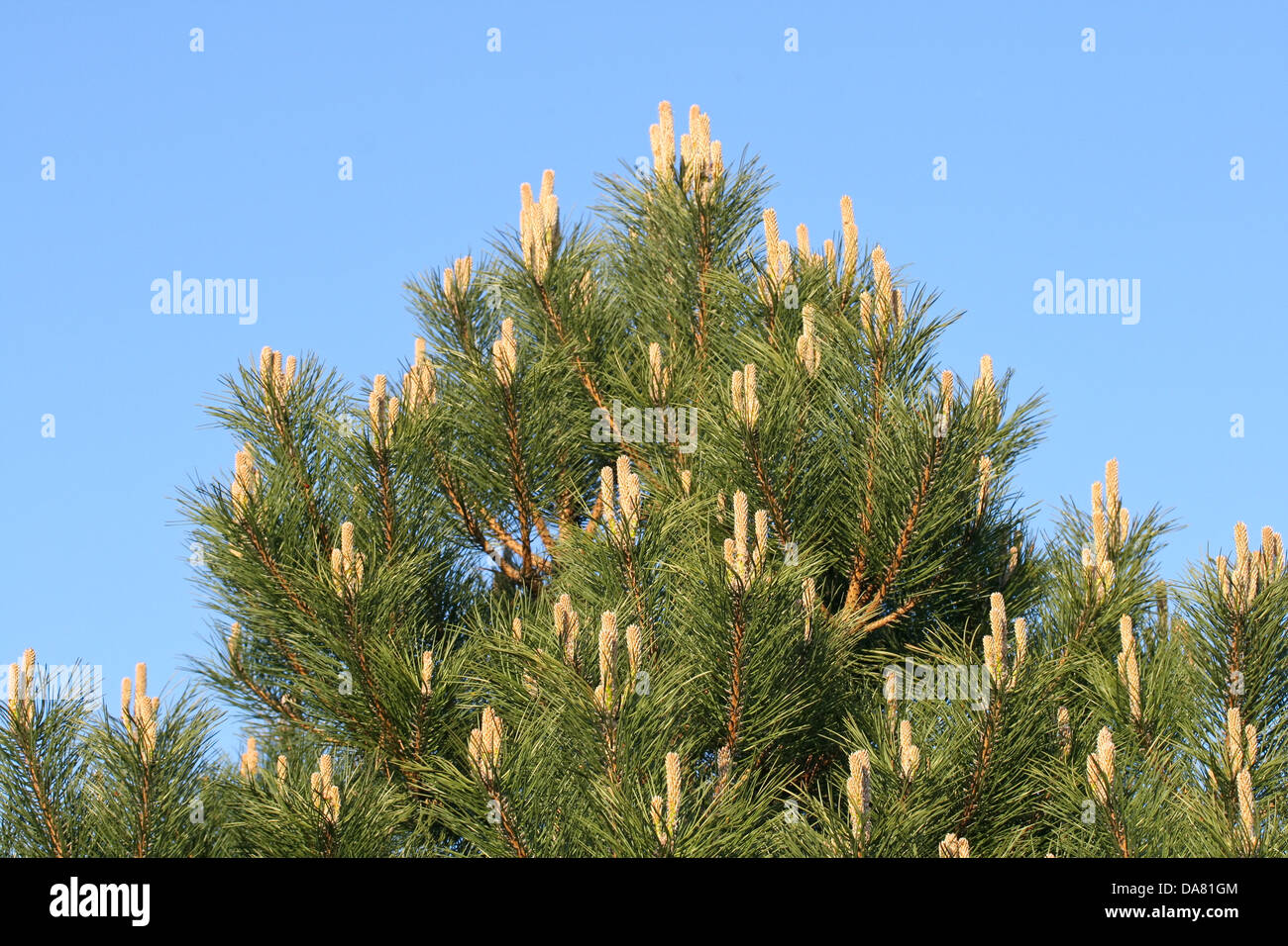 C'est un gros plan de tir, branche d'arbre de pin avec ciel bleu en arrière-plan. Banque D'Images