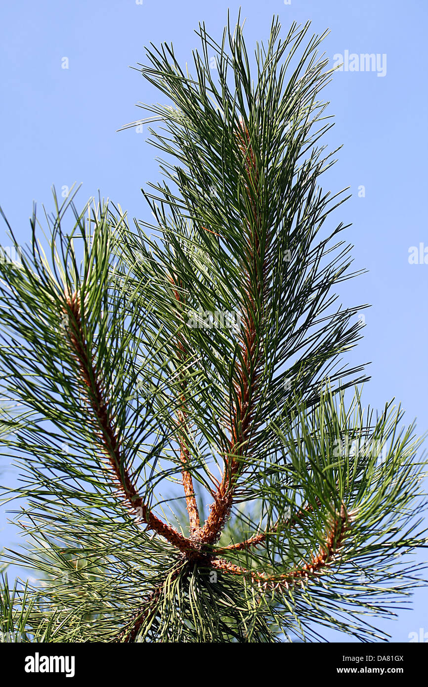 C'est un gros plan de tir, branche d'arbre de pin avec ciel bleu en arrière-plan. Banque D'Images