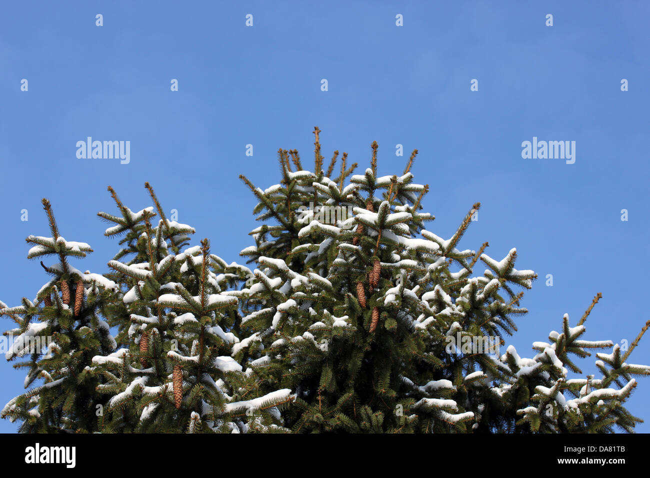 C'est un gros plan de tir, branche d'arbre de pin avec ciel bleu en arrière-plan. Banque D'Images