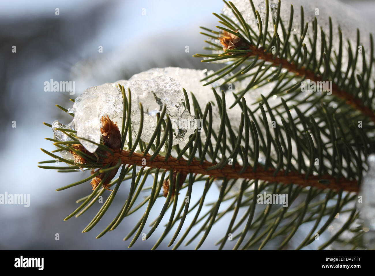 C'est un gros plan de tir, branche d'arbre de pin avec ciel bleu en arrière-plan. Banque D'Images