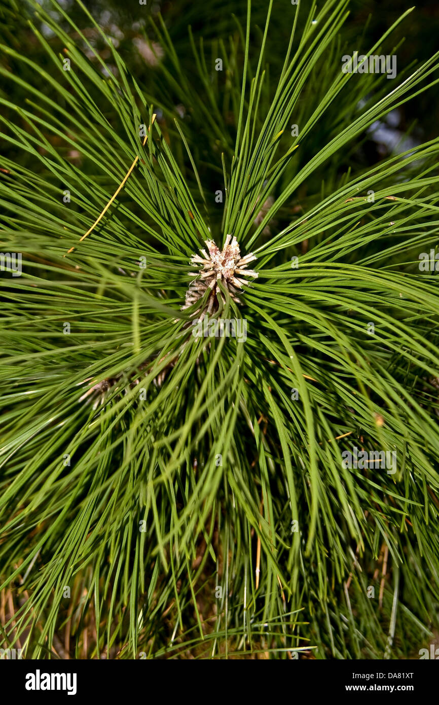 C'est un gros plan de branche d'arbre de pin shot. Banque D'Images