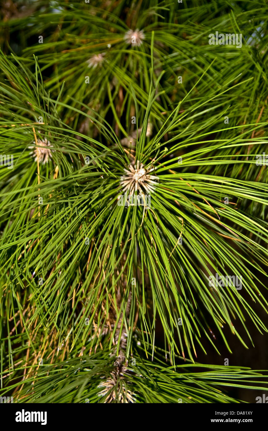 C'est un gros plan de branche d'arbre de pin shot. Banque D'Images