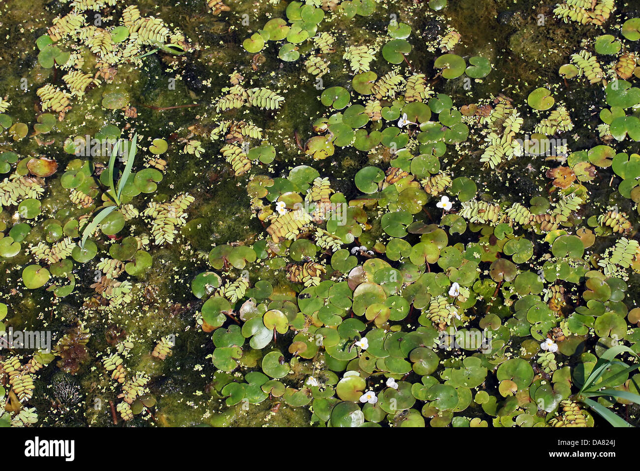 C'est un gros plan d'eau des plantes, sur la surface de l'eau, comme celui de nice nature background Banque D'Images