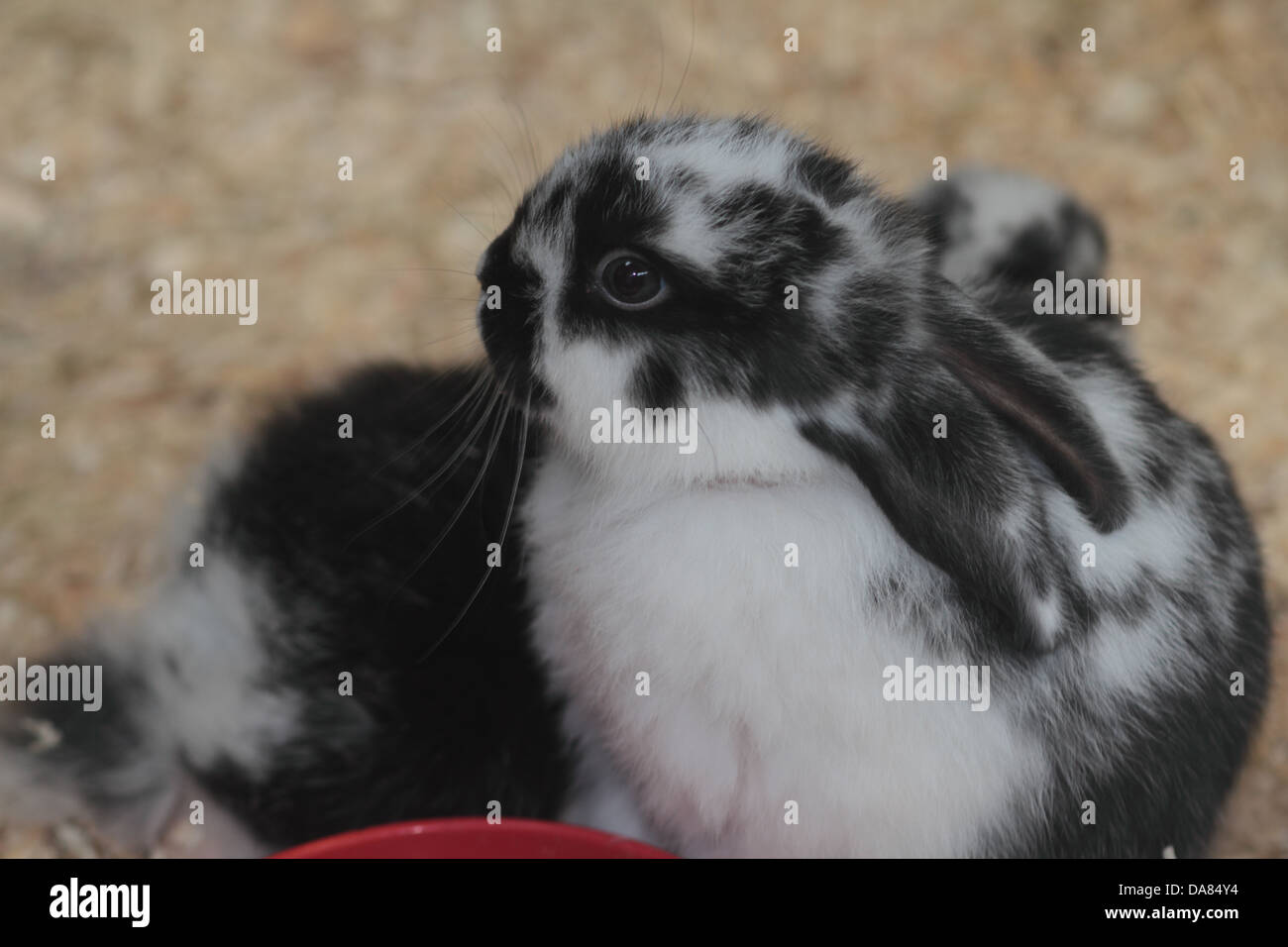 Jeune noir et blanc lapin domestique. uk Banque D'Images