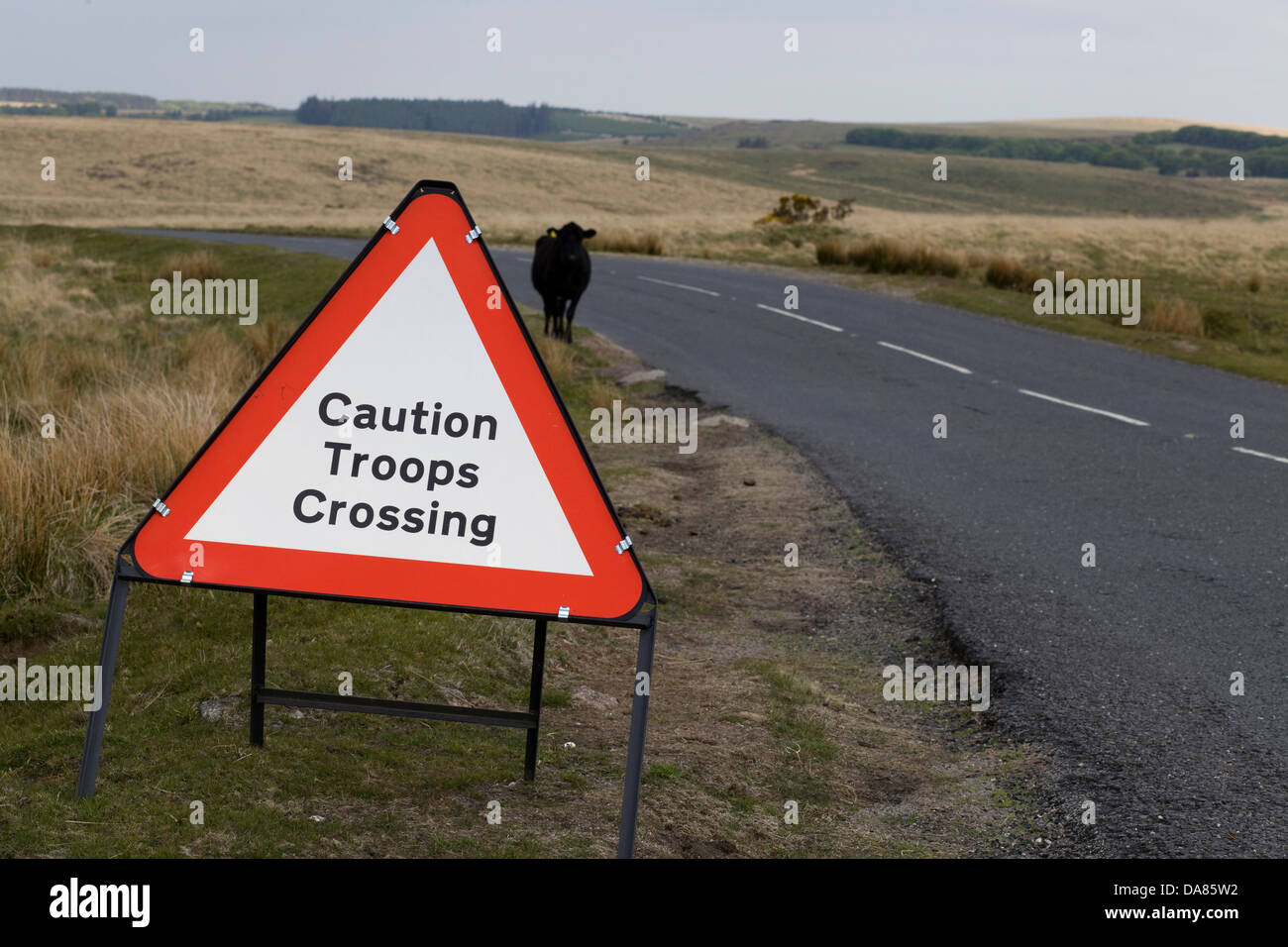 Les troupes de prudence panneau de passage à niveau, sur une route dans le Dartmoor National Park avec une vache sur la route Bos primigenius Banque D'Images