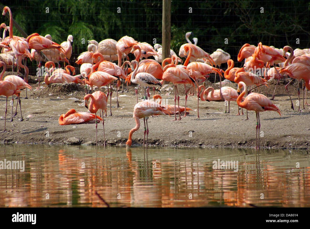 American flamingo flamant des Caraïbes le Zoo de Chester Banque D'Images