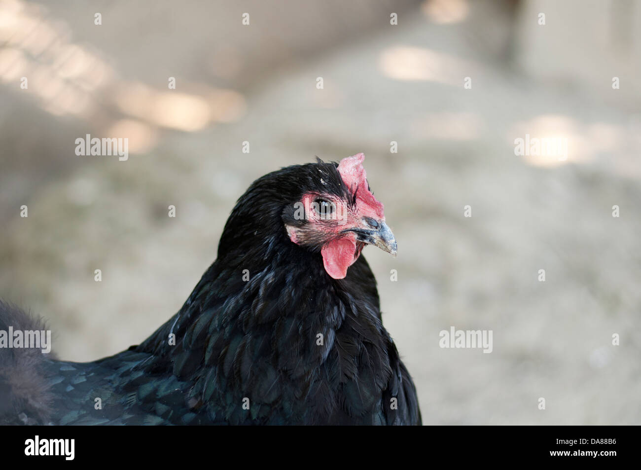 Black Australorp hen Banque D'Images