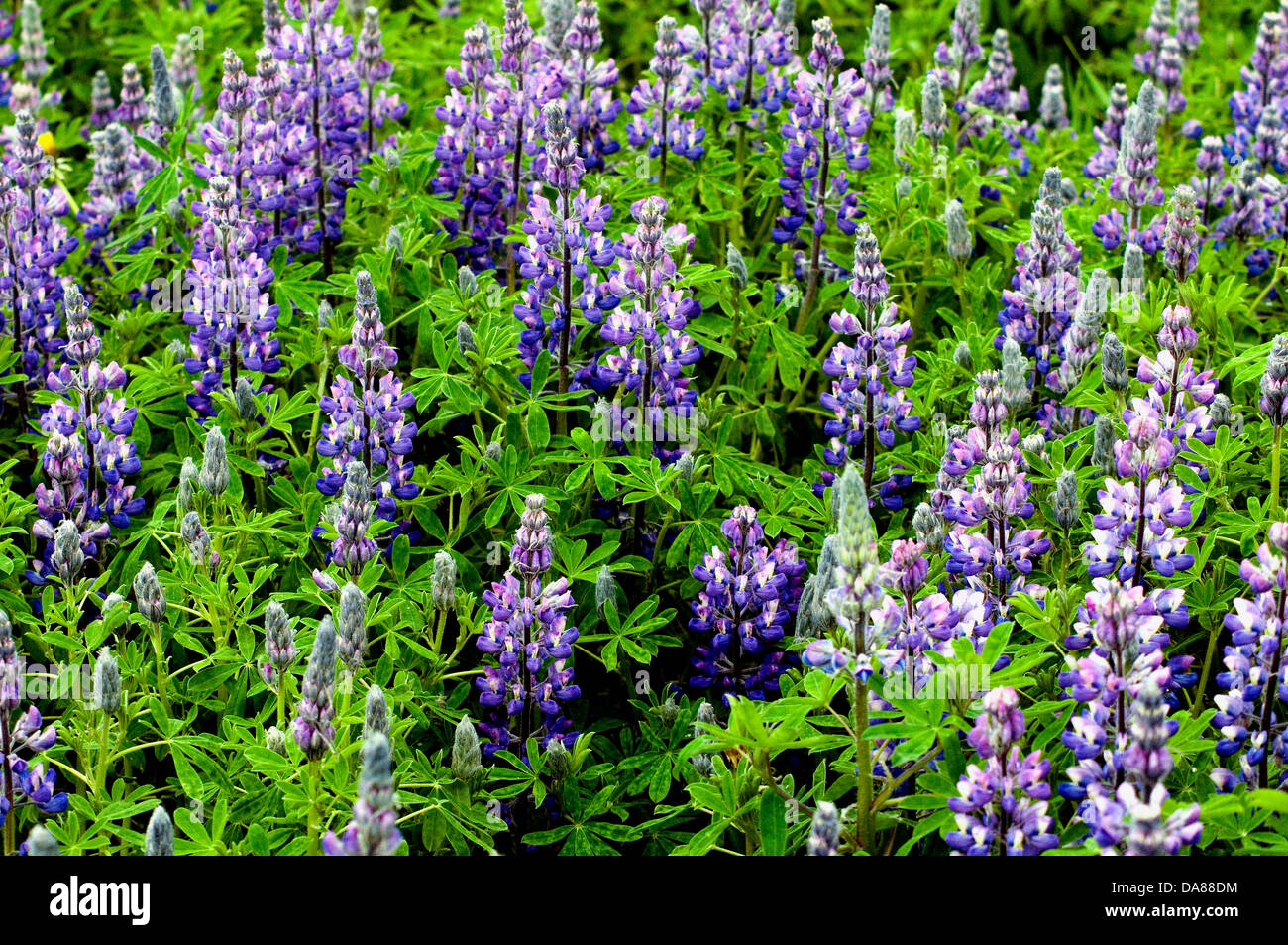 Mauvaises herbes envahissantes Banque de photographies et d’images à haute résolution Alamy