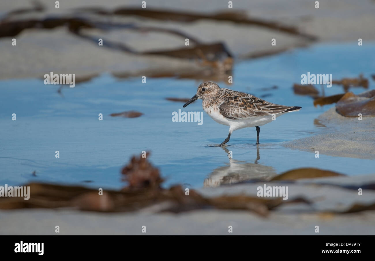 Bécasseau sanderling (Calidris alba) en été Stinky plumage Bay Outer Hebrides Banque D'Images