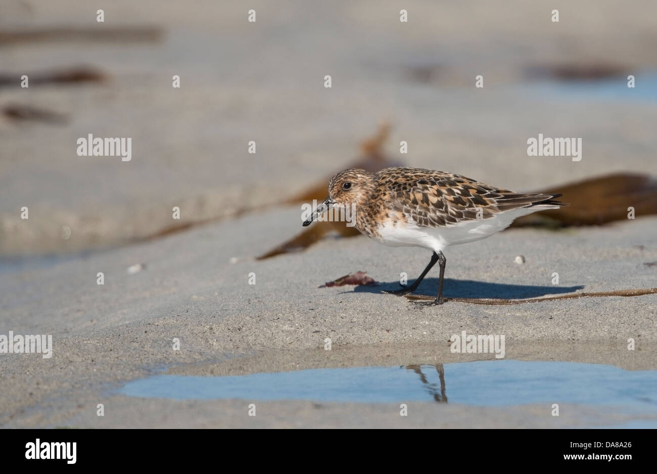 Bécasseau sanderling Calidris alba,plumage d'été dans la baie de Stinky Hébrides extérieures, à la recherche de nourriture sur la plage Banque D'Images