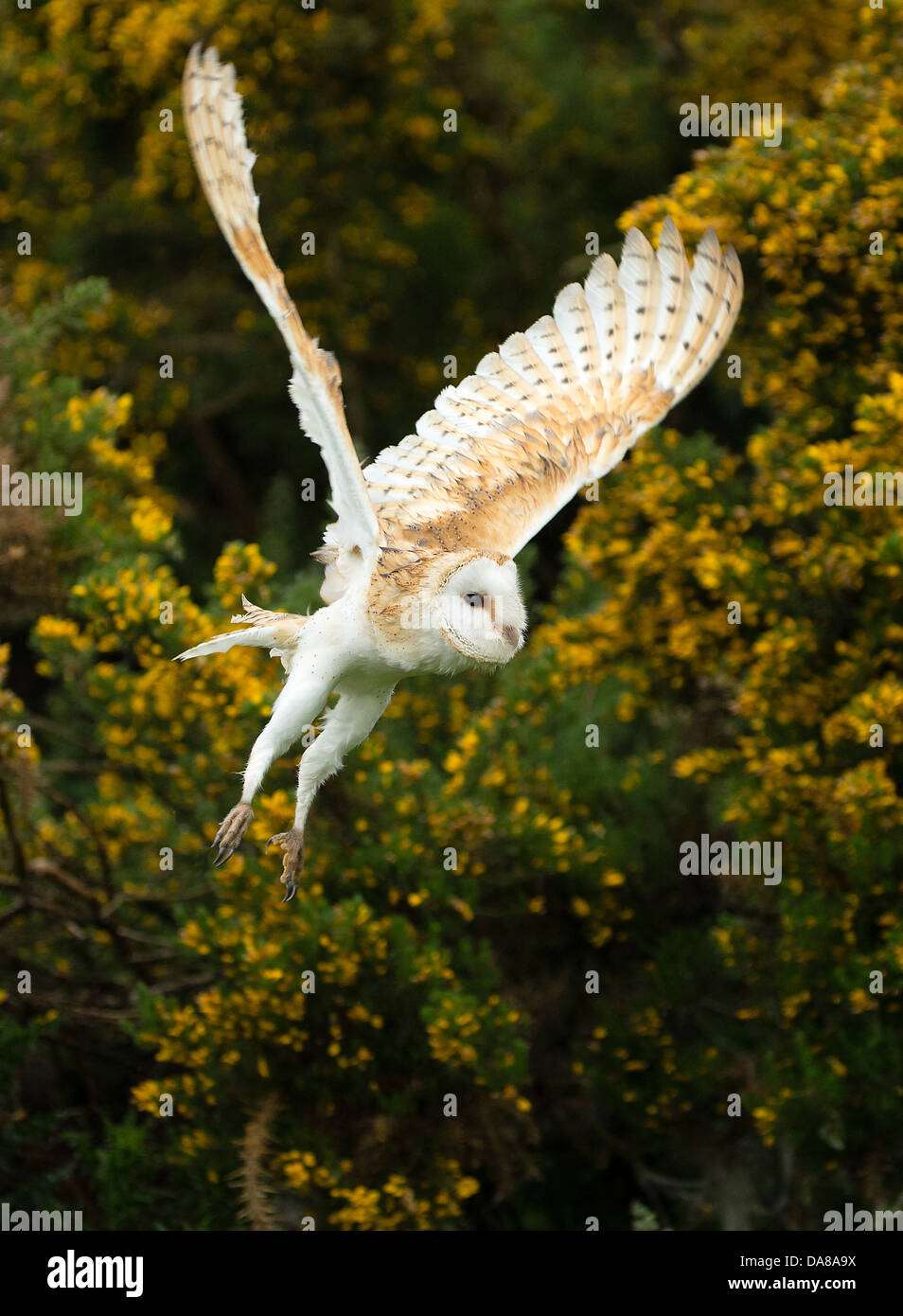 Flying Barn Owl (tylo alba) Banque D'Images