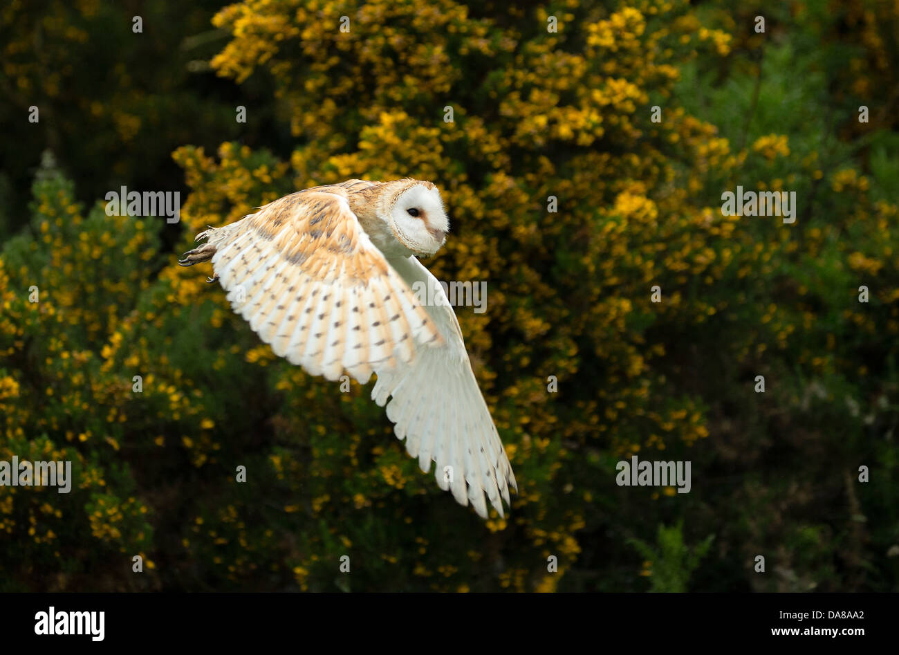 Flying Barn Owl (tylo alba) Banque D'Images