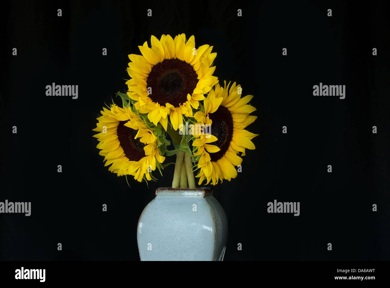 Tournesols dans un vase sur un fond noir Banque D'Images