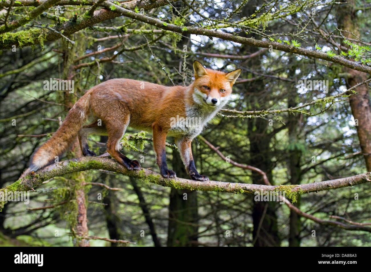 Red Fox dans l'Irlande, les montagnes de Cooley Banque D'Images