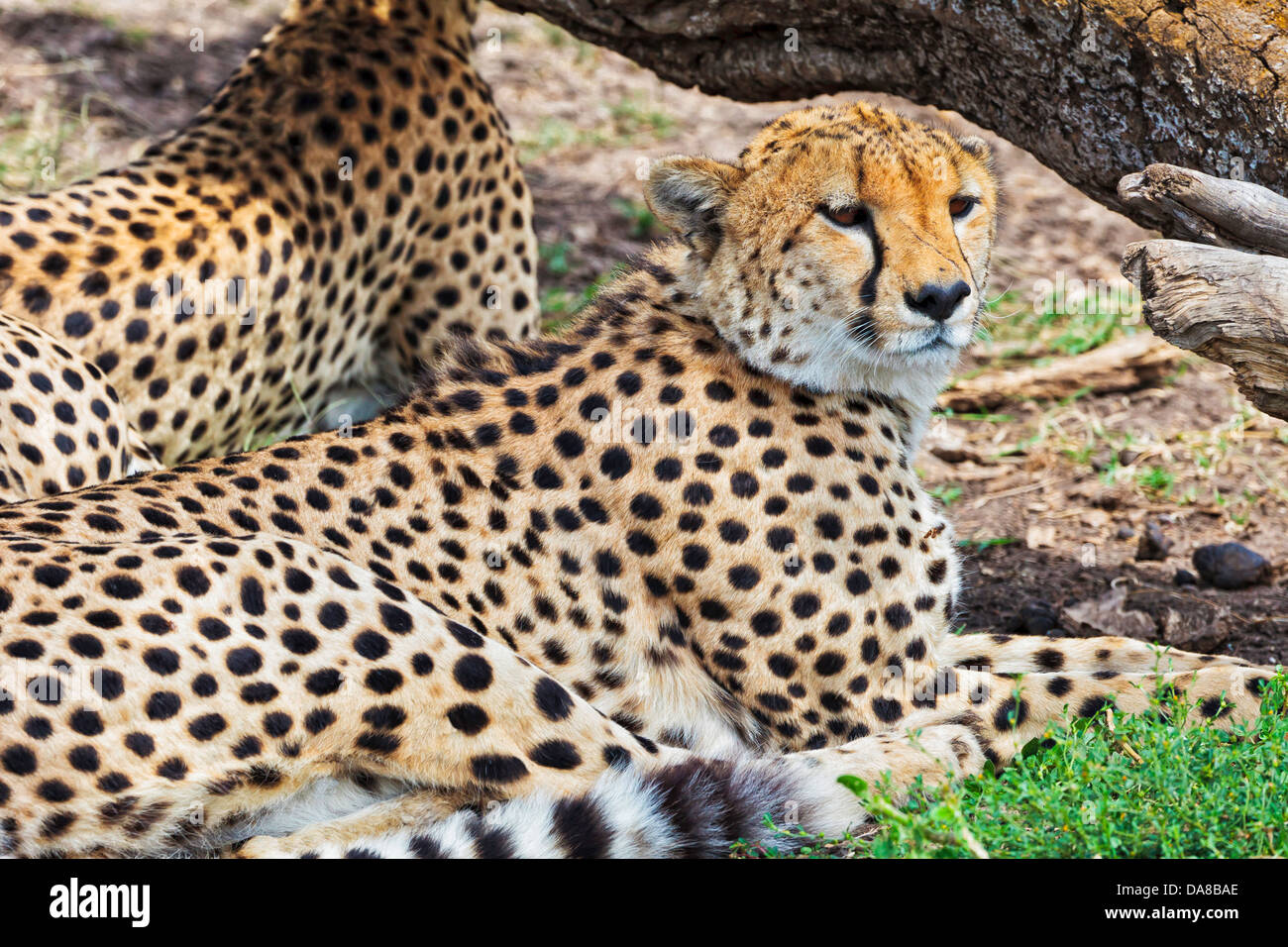 Les guépards alerte semi sous un arbre au repos dans le tronc du Parc National de Masai Mara, Kenya Banque D'Images