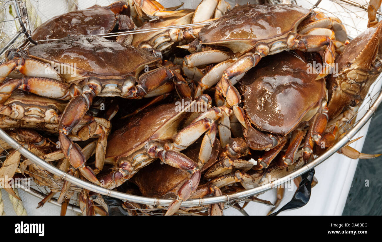 Un pot plein de crabe Photo Stock - Alamy