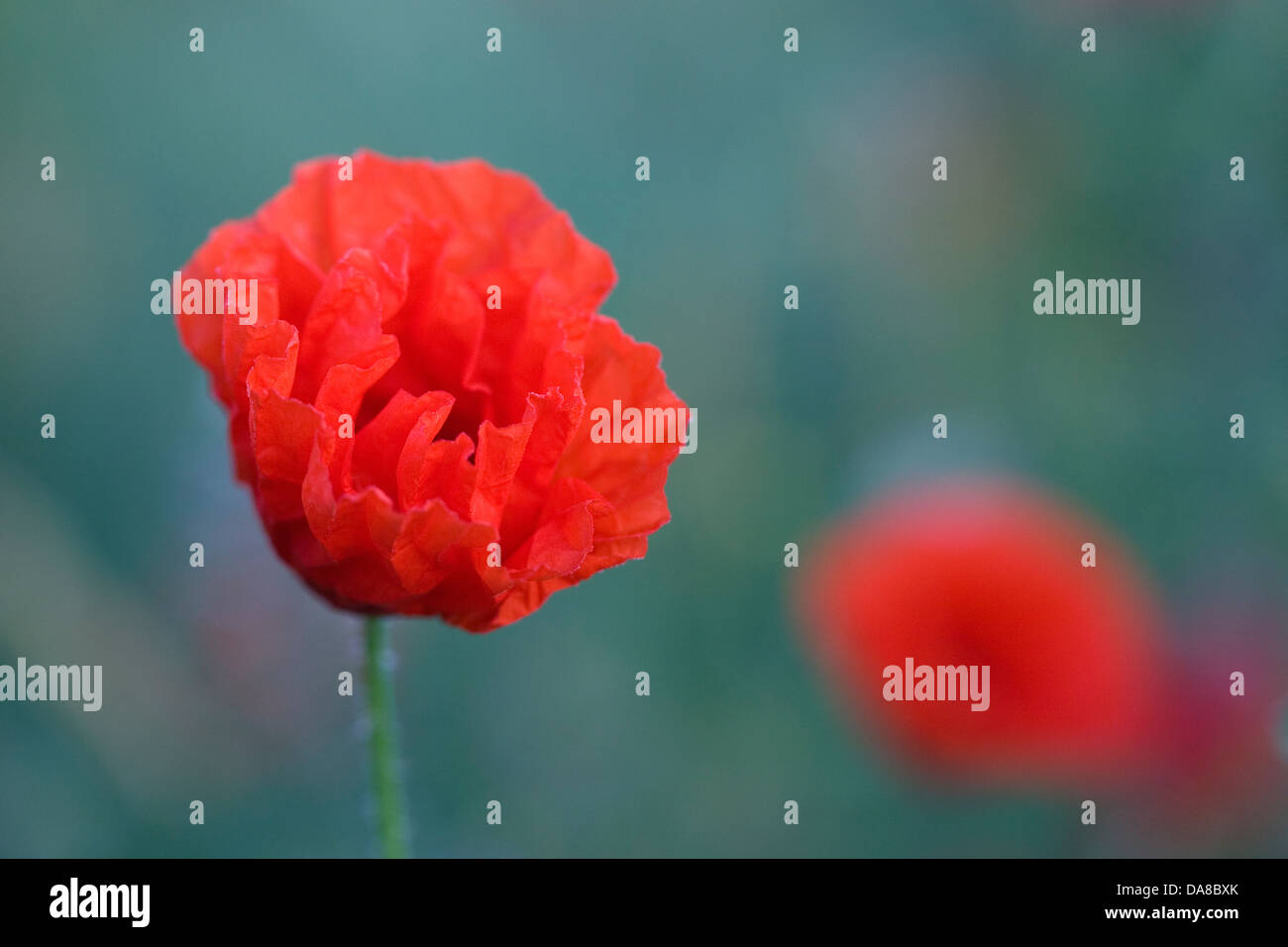 Papaver rhoeas. Champ de coquelicots au lever du soleil. Banque D'Images