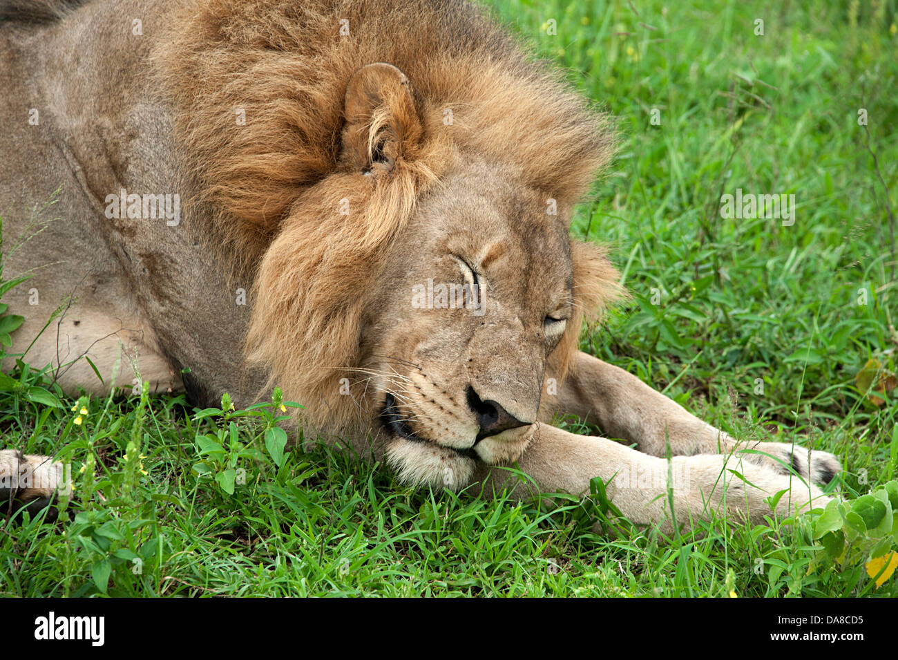 Lion Endormi sur l'herbe verte d'Afrique du Sud. Banque D'Images