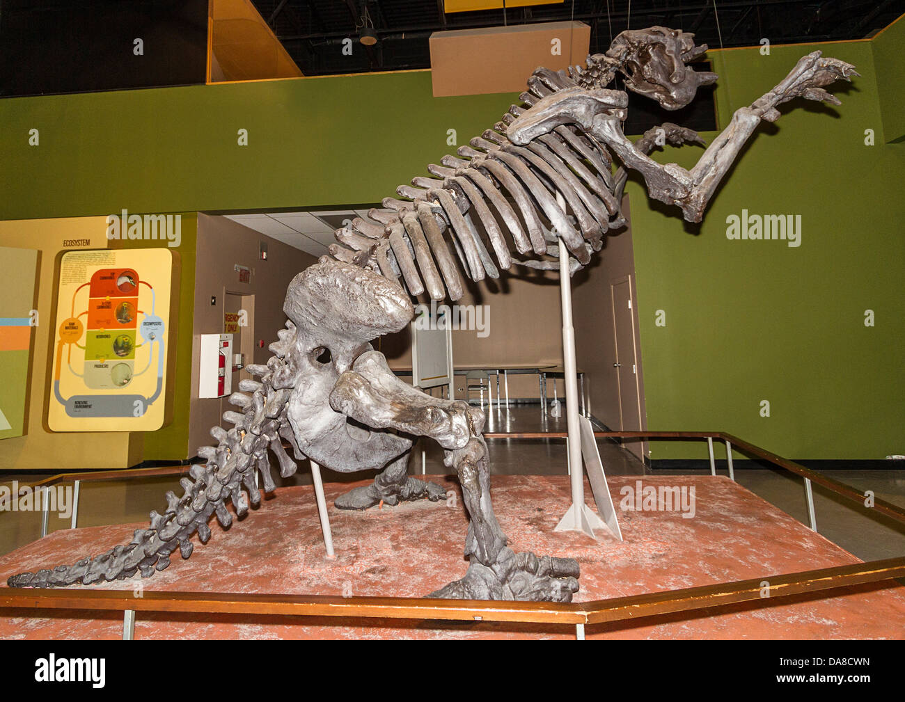 Squelette de réplique megatherium, un uneau géant qui a vécu jusqu'à il y a 10 000 ans dans les prairies. Musée du Manitoba Banque D'Images