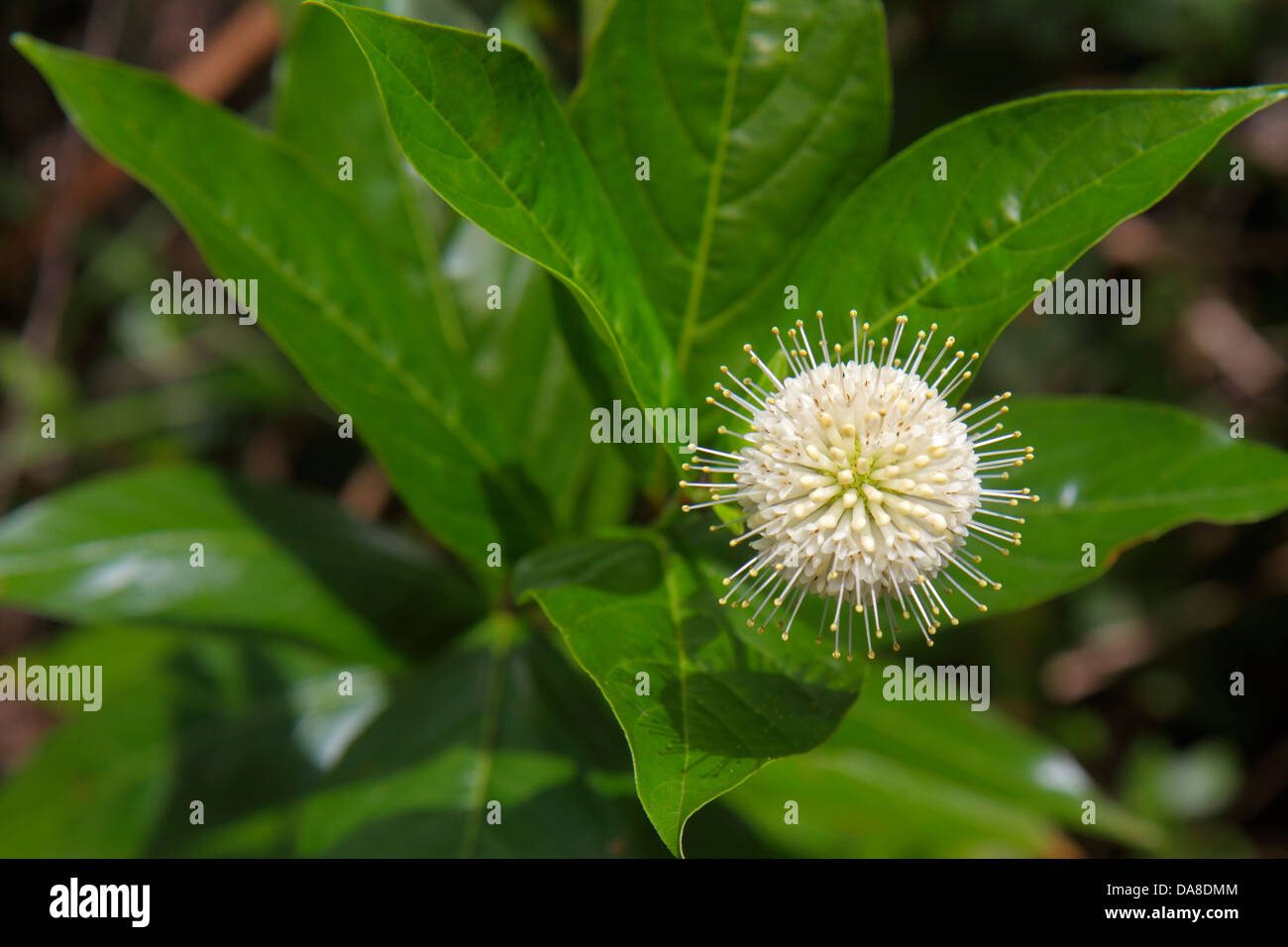 Miami Florida, Tamiami Trail, Parc national des Everglades, Shark Valley, Bobcat Boardwalk Trail, Cephalanthus occidentalis, fleurs de butonbush, visiteurs Banque D'Images