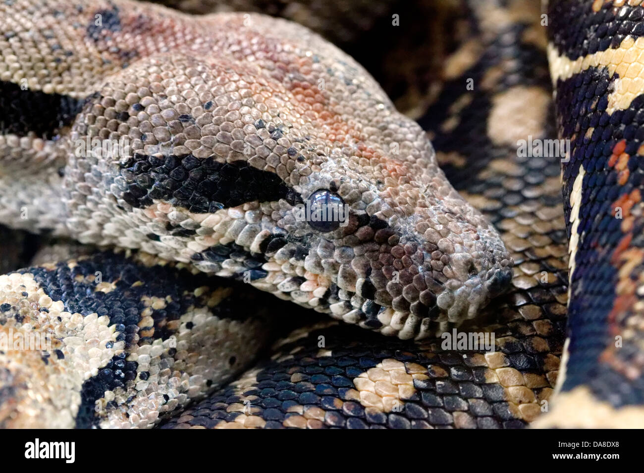 Boa Constrictor, Portrait Banque D'Images