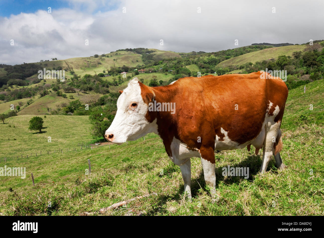 Le bétail nourri à l'herbe, le Costa Rica Banque D'Images