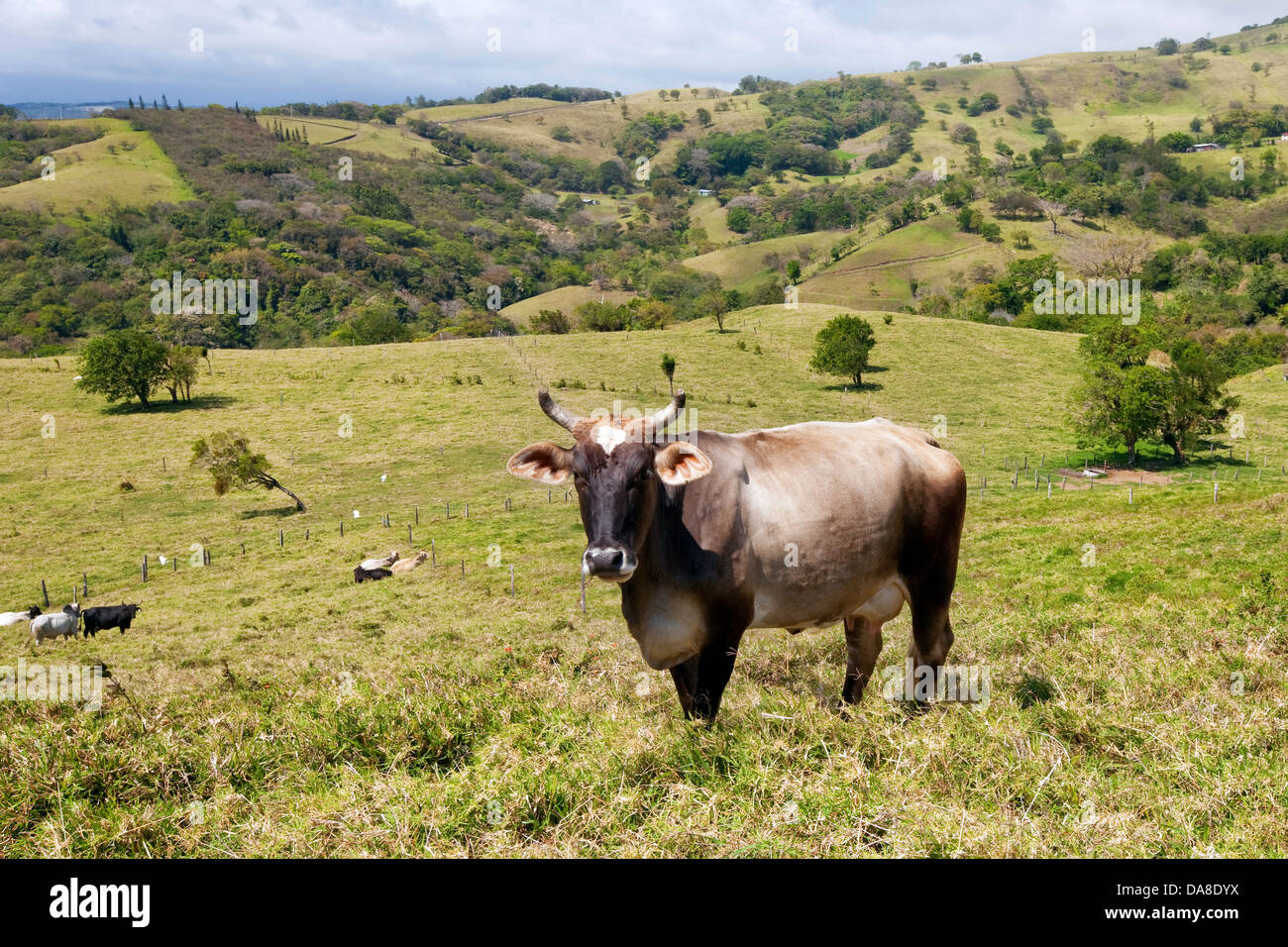 Nourris d'herbe bétail de Brahman, Costa Rica Banque D'Images