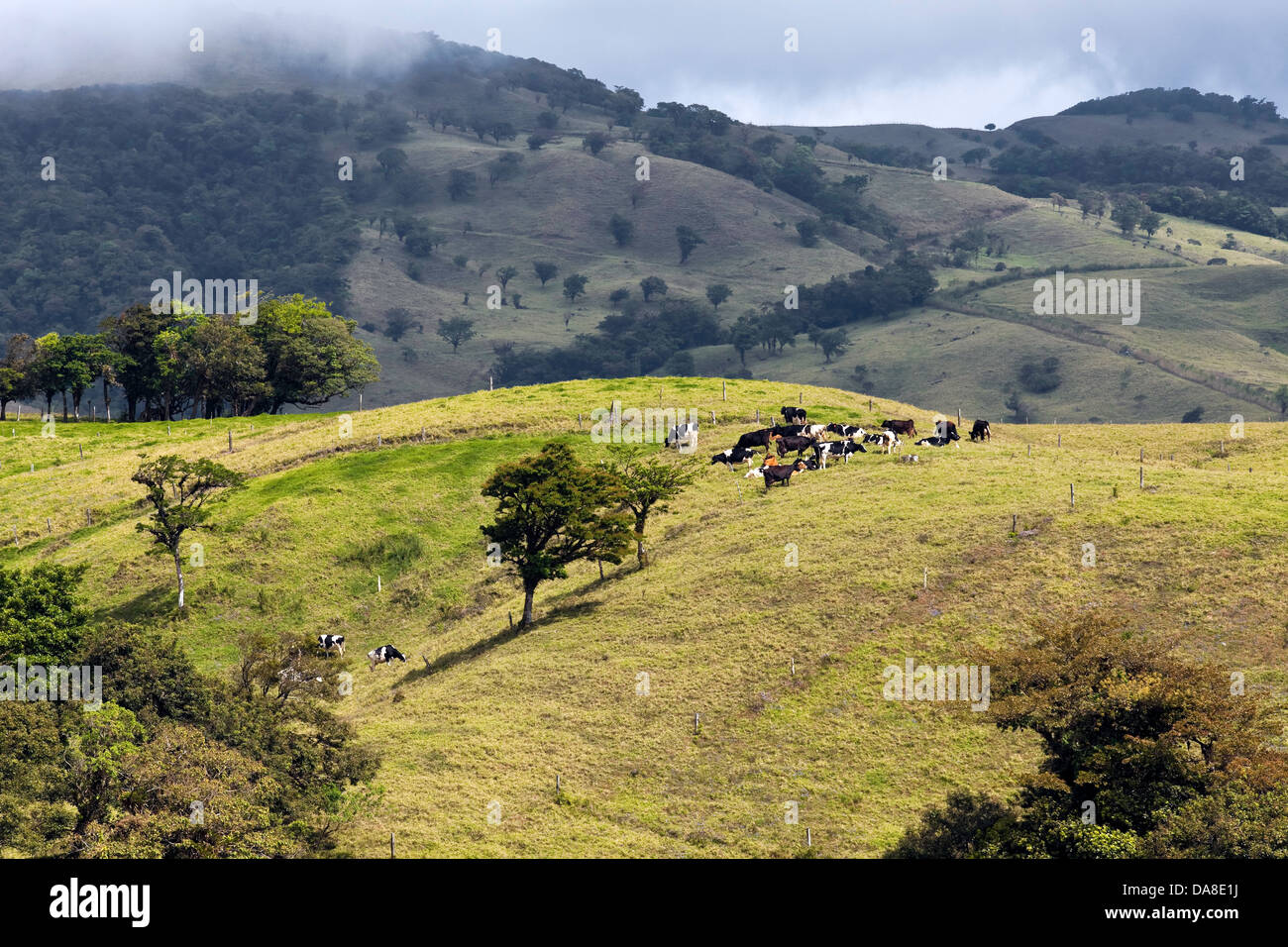 Le bétail nourri à l'herbe, le Costa Rica Banque D'Images