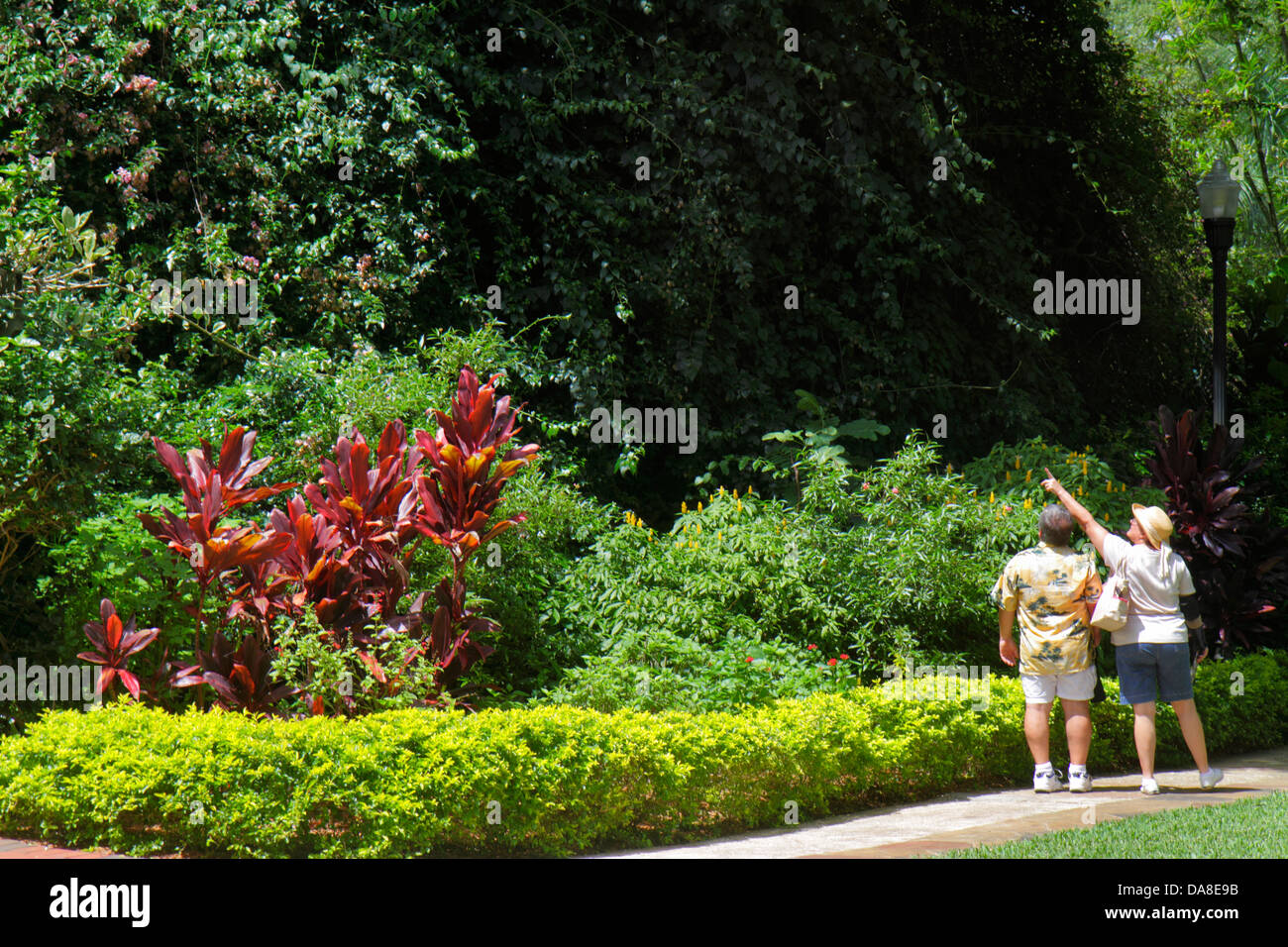 Floride Saint-Pétersbourg, Sunken Gardens, botanique, plantes, palmiers, homme hommes hommes adultes, femme femme femme dame, couple, visiteurs Voyage trave Banque D'Images