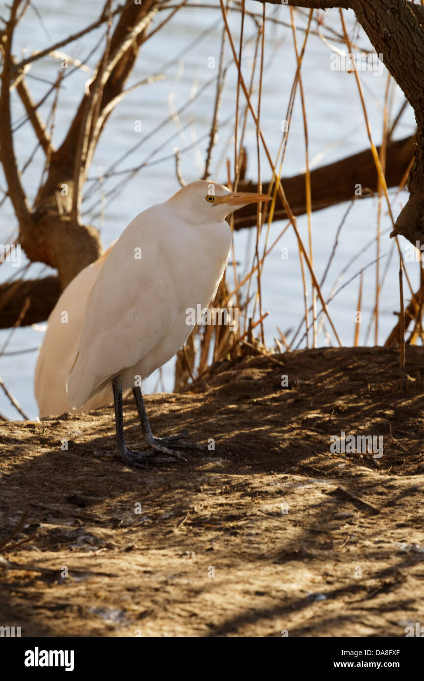 Héron garde-boeuf, Bubulcus ibis, Saintes Marie de la mer, Gard, France. Banque D'Images